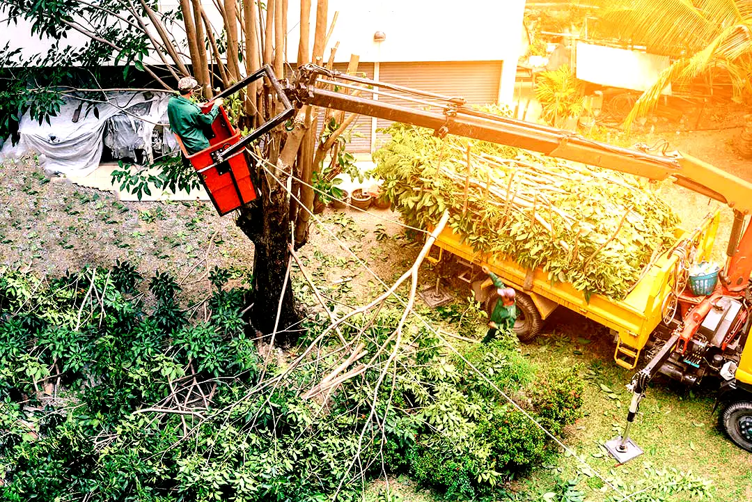 tree trimmer cutting branches