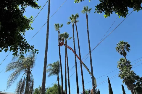 palm tree skinning