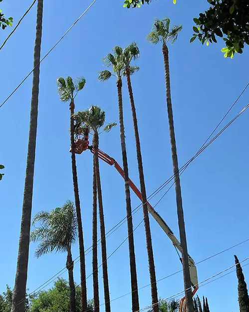 palm tree trimmer