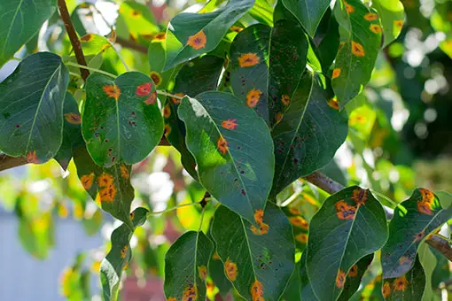 tree pest and disease analysis in the San Fernando Valley