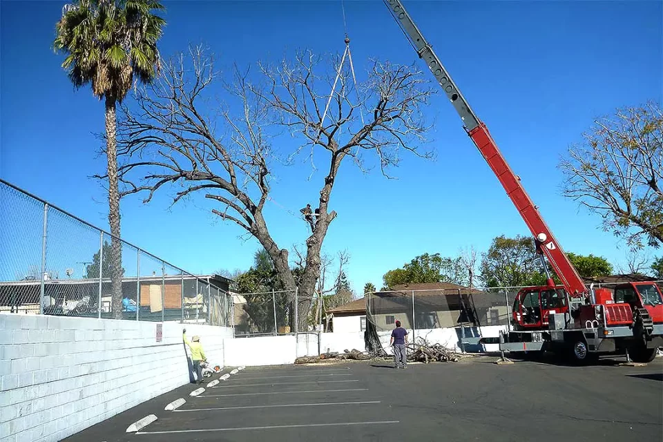 San Fernando Valley tree removal