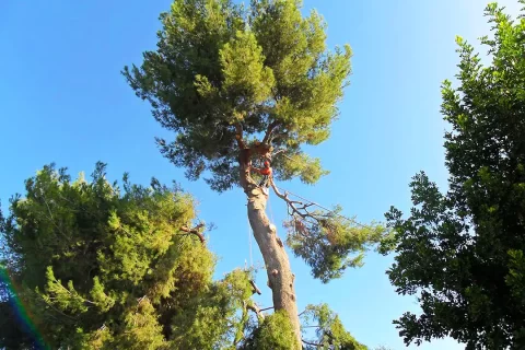 tree trimming